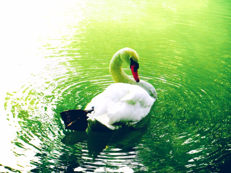 Singapore, Singapore botanic gardens, Calm