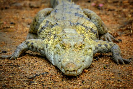 West africa sacred crocodiles paga photo