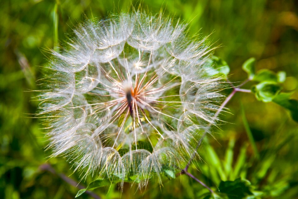 Nature plant close up