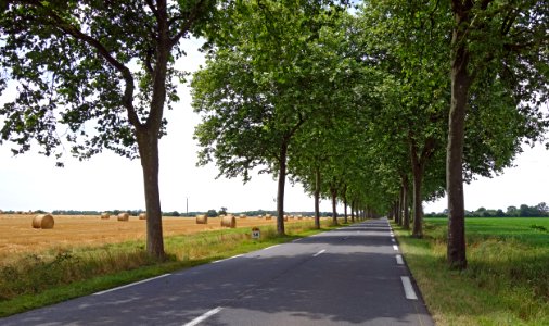 Vende, France, Trees