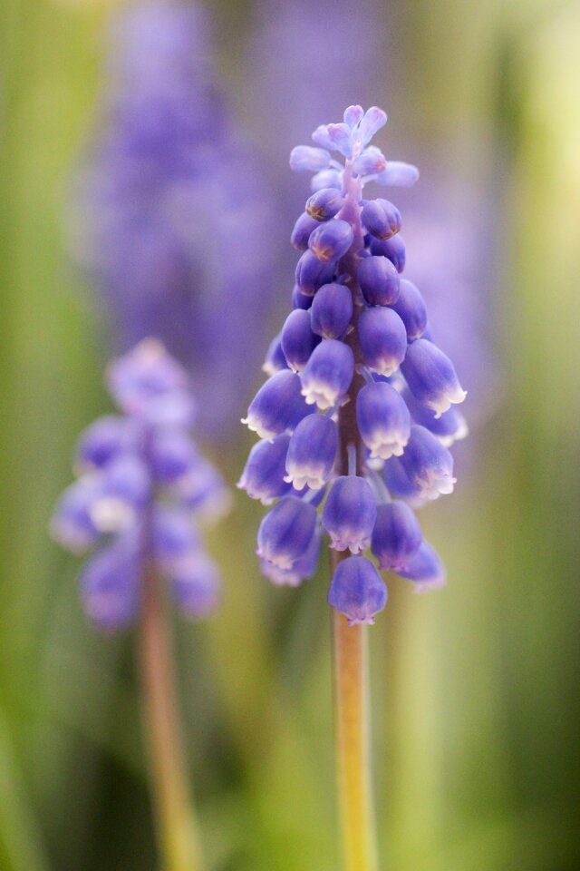 Spring bulb garden