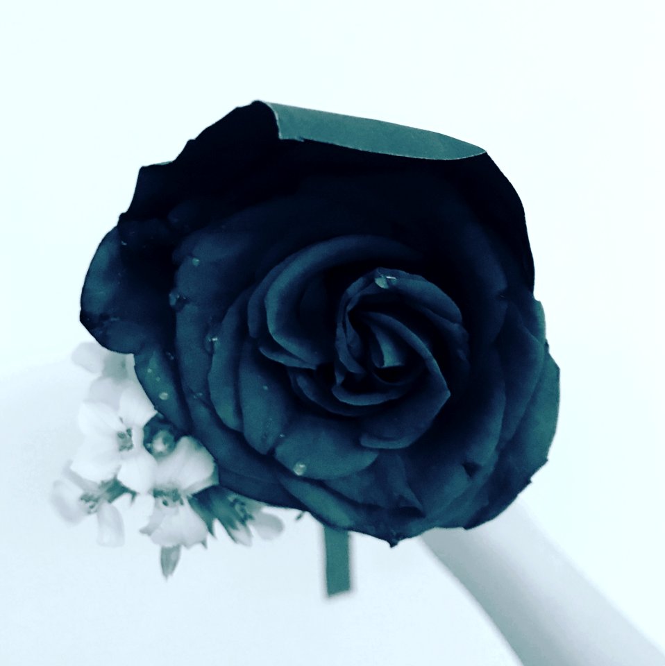 Rose, Flower