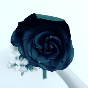 Rose, Flower