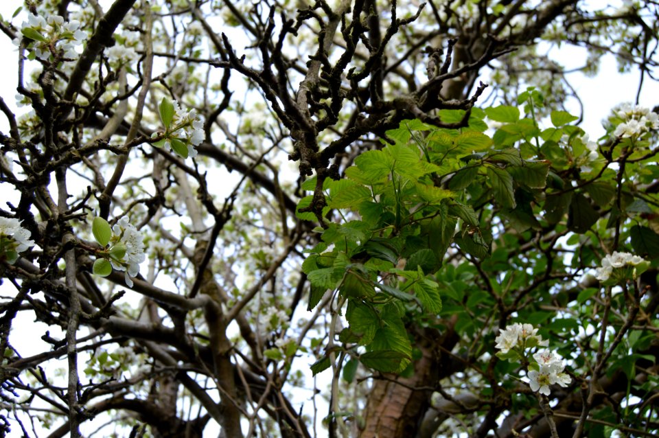 Flowers, Garden, Outdoors