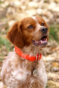 Lebanon, Outdoor, Canin