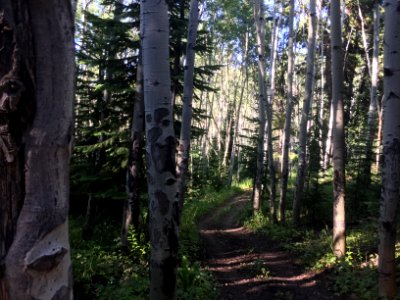 North hunt creek, United states, Aspens photo