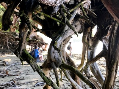 Roots, Trees, Kauai