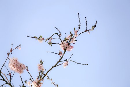 Cherry tree, Sky, Blossom