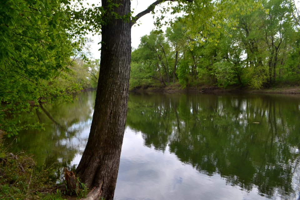 Hermitage, United states, Forest