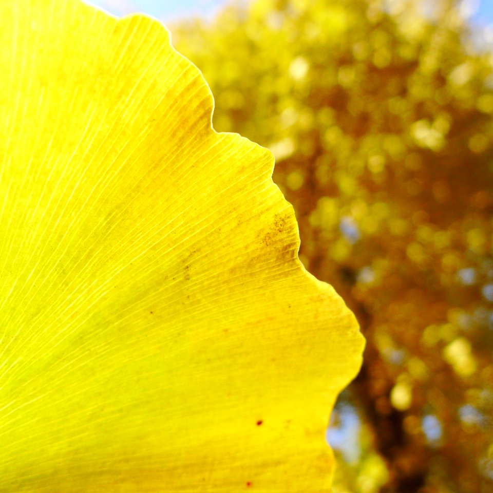 Leave, Yellow, Gingko