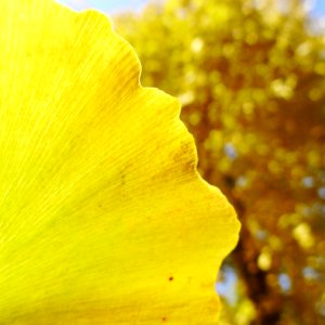 Leave, Yellow, Gingko