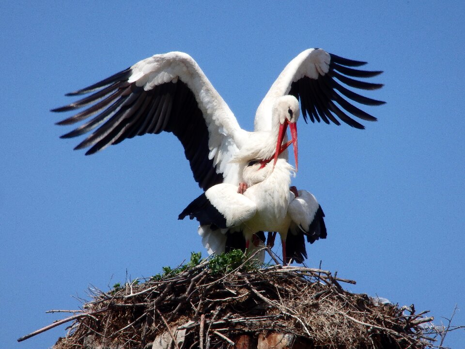 Migratory nest spring photo