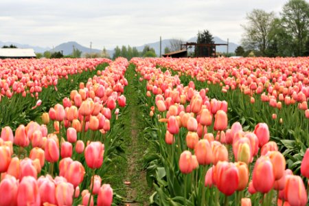 Skagit valley, United states, Spring photo