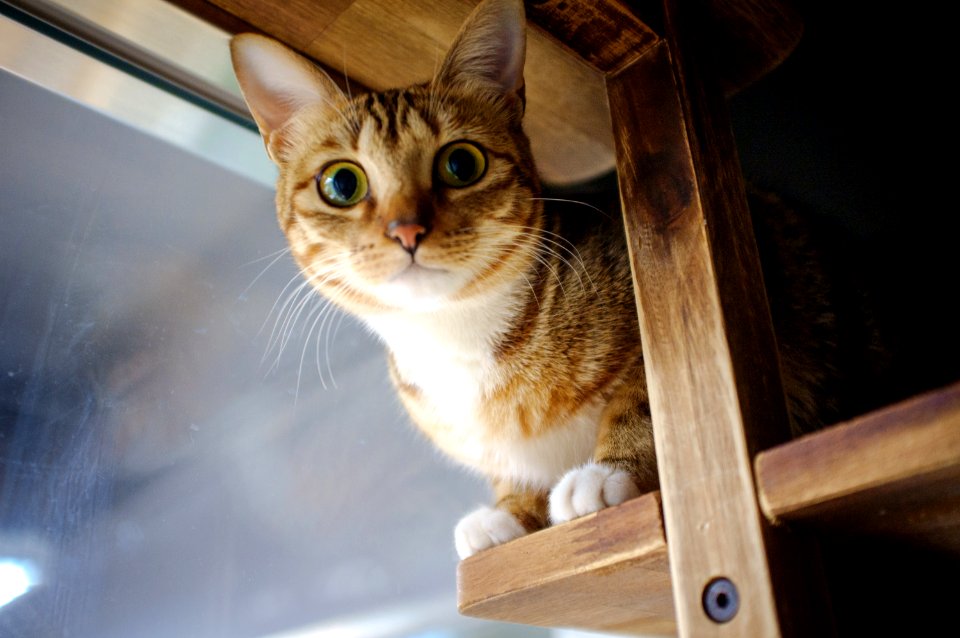 Kowloon, Hong kong, Cat