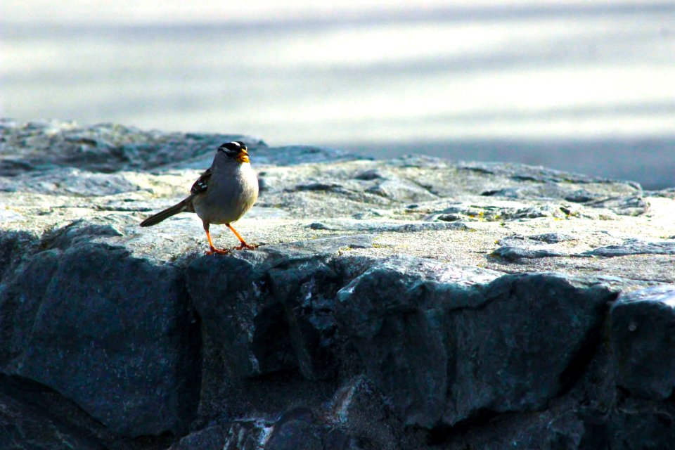 Animal, Walland, Bird