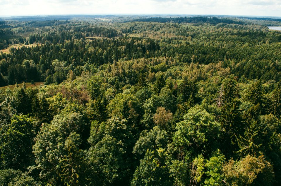Latvia, Gaizikalns, Latvija