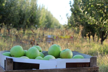 Harvest apple green apple