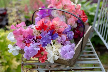 Floral, Fragrance, Cut flowers