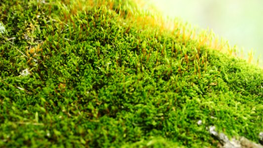 Still life, Nature, Green