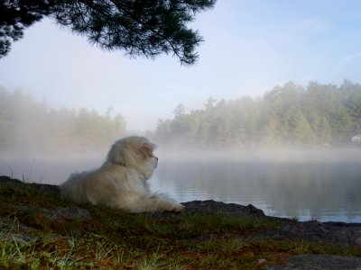 Mist, Morning, Dog photo