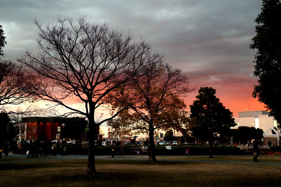Sunset, Sky, Tree
