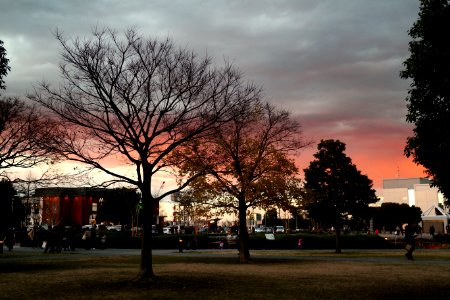Sunset, Sky, Tree photo