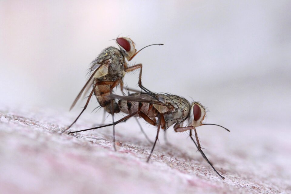 The relations close-up insects