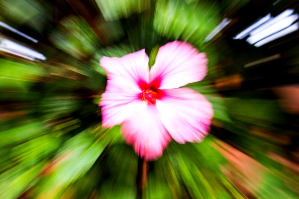 Nature, Pink, Flower
