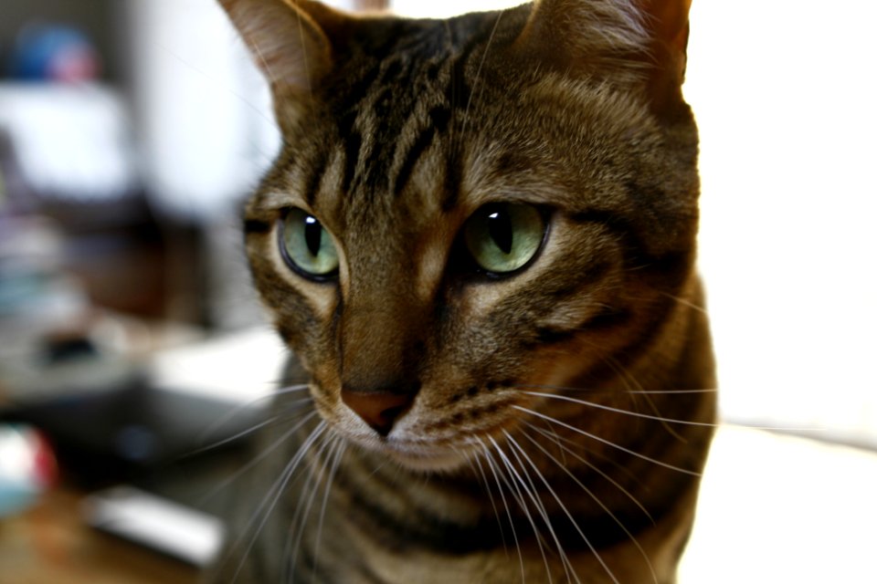 South korea, Banga, Cat