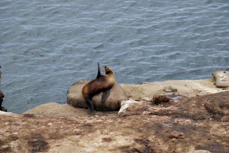 La jolla, San diego, United states
