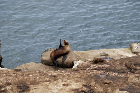 La jolla, San diego, United states photo