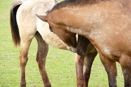 Group horse head couple