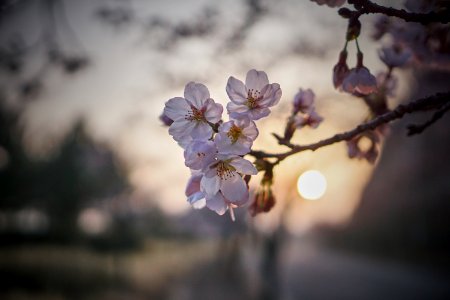 Sun, Flower