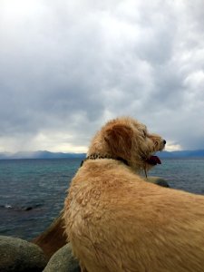 Dog, Sea, Leopard collar