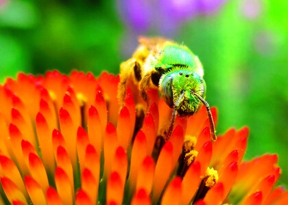 Metallic pollinator bee