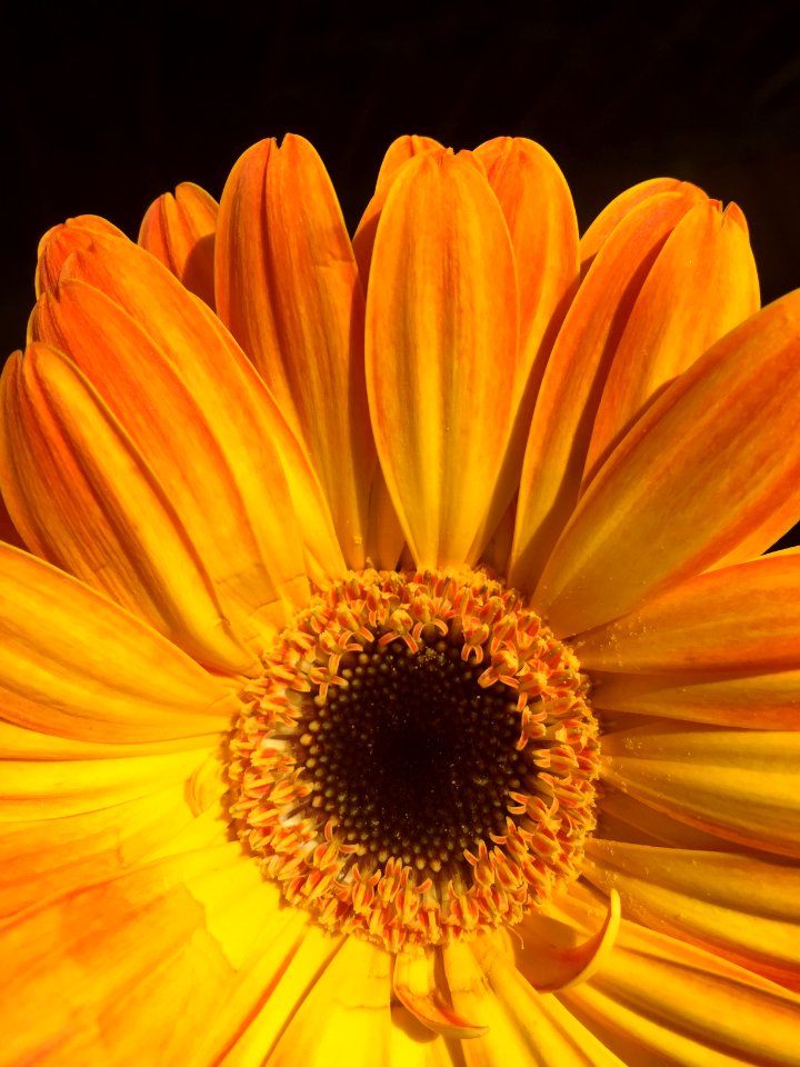 Nature, Macro, Flower