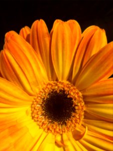 Nature, Macro, Flower
