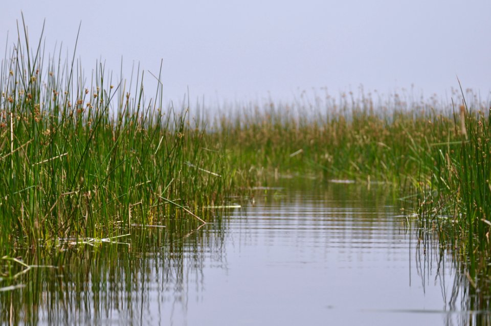 Okavango delta, Botswana, Canoe