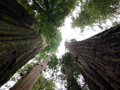 Forest, Perspective, Large trees photo