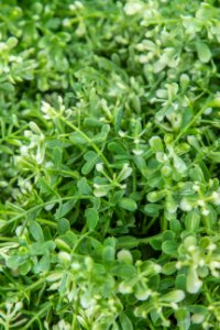 Background, Green, Leaf