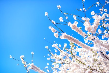 Tidal basin, Spring, Bloom
