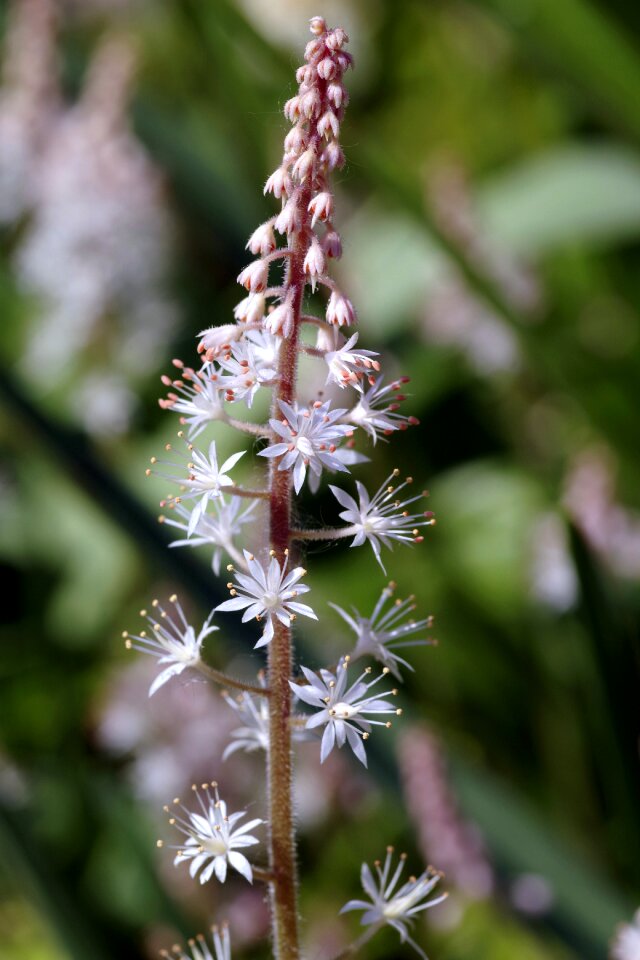 Perennial skalnik a garden plant