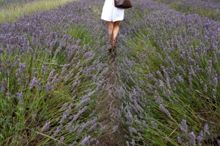 United kingdom, Hitchin lavender, Ickleford photo