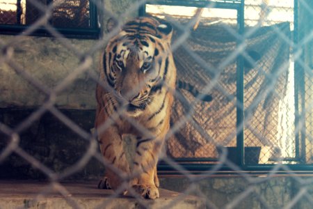 Thail, Sumatran tiger, Zoo photo