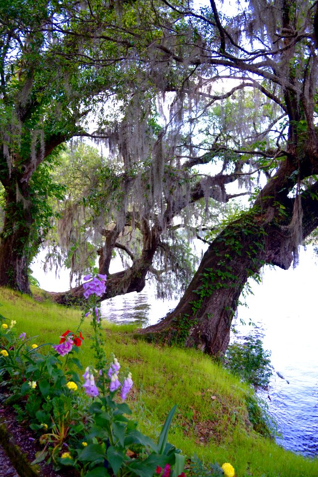 Magnolia plantation, Gardens, Charleston