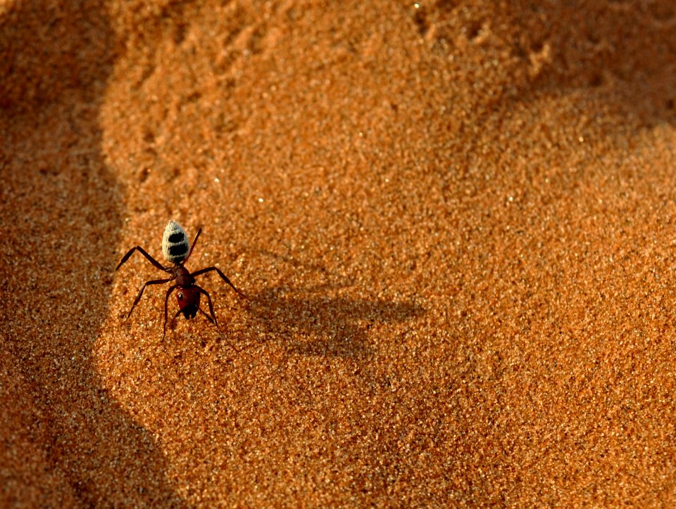 Namibia, Desert, Insect