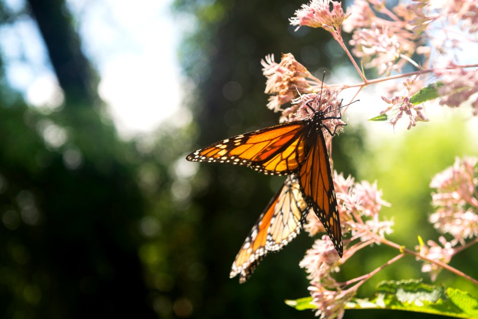 Flower, Nature, Monarch