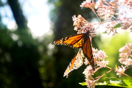 Flower, Nature, Monarch