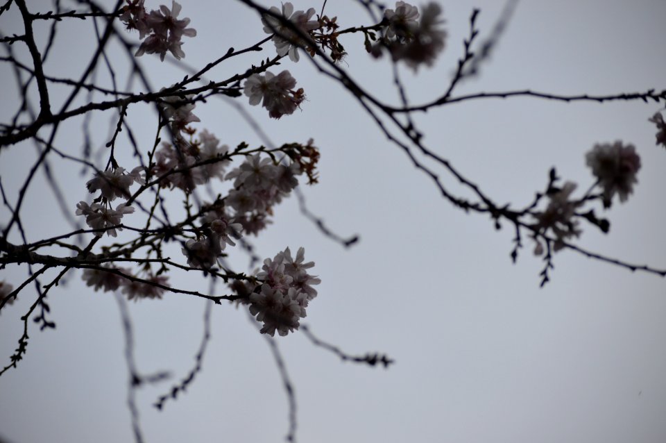 Flowers, Trees