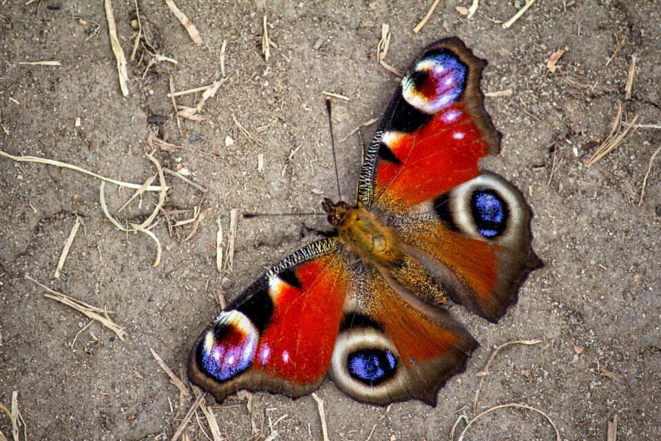 Butterfly road nature